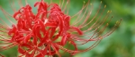 曼珠沙華.JPG